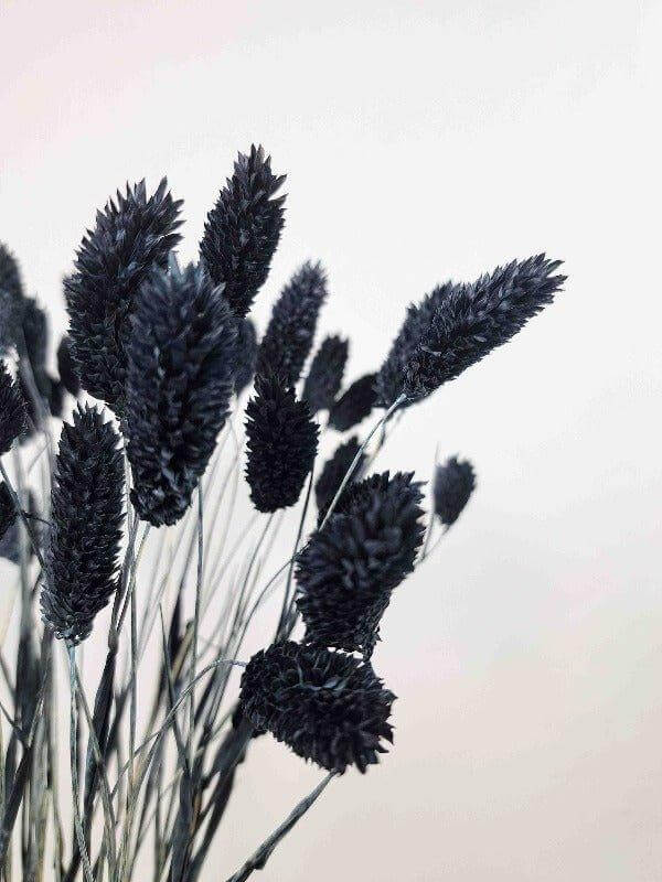 Trockenblume Phalaris in schwarz - somedayz - kikeriki GmbH