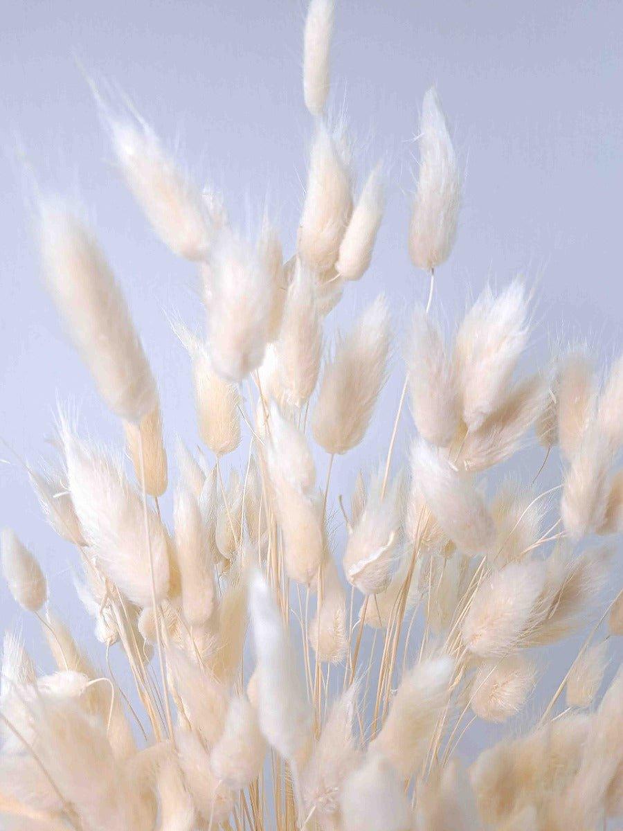 Trockenblume Lagurus weiß - somedayz