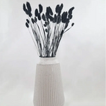 Trockenblume Phalaris schwarz - somedayz - kikeriki GmbH