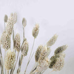 Phalaris Trockenblume - natur - somedayz - kikeriki GmbH