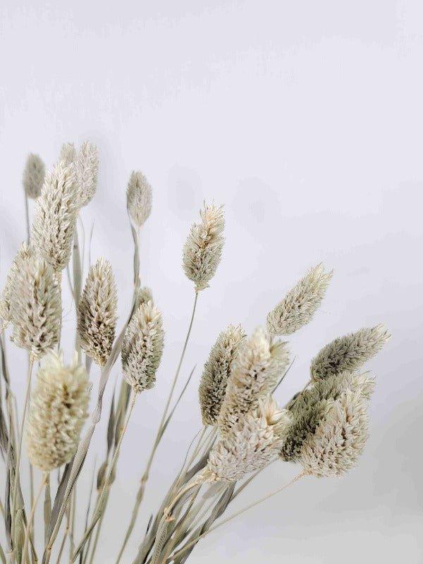Phalaris Trockenblume - natur - somedayz - kikeriki GmbH