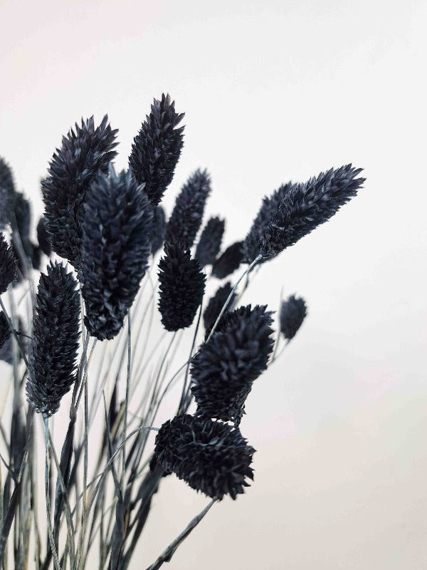 Trockenblume Phalaris in schwarz - Detailansicht auf Blüten