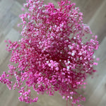 Somedayz Schleierkraut rosa Draufsicht 