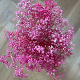 Somedayz Schleierkraut rosa Draufsicht 