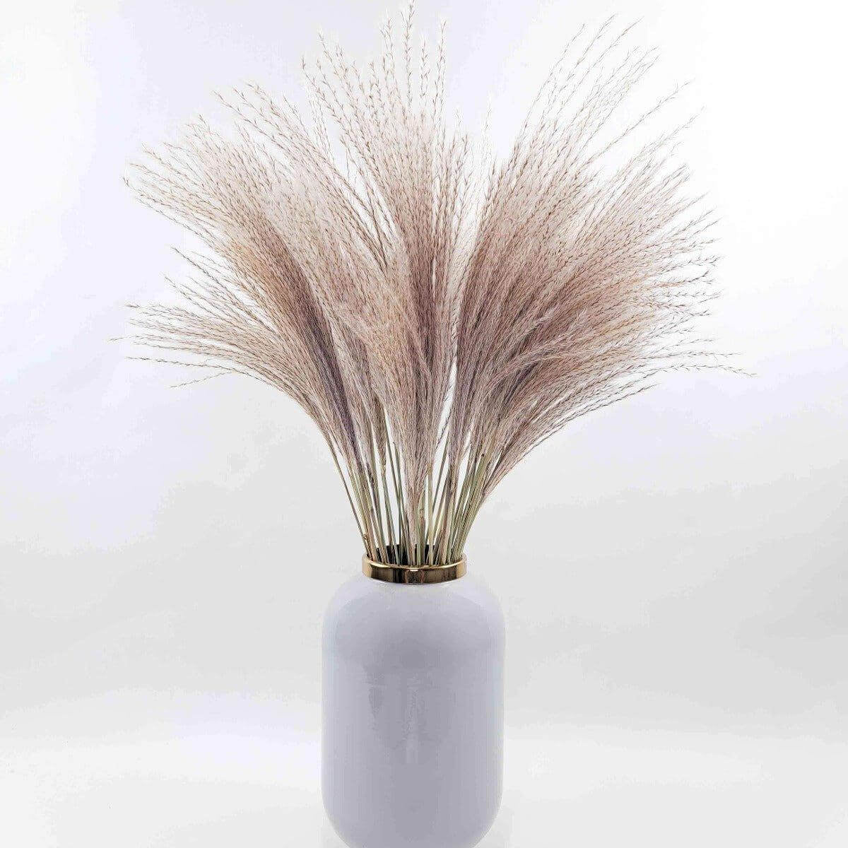 getrocknetes Federgras (Miscanthus) in Natur - Mein Shop