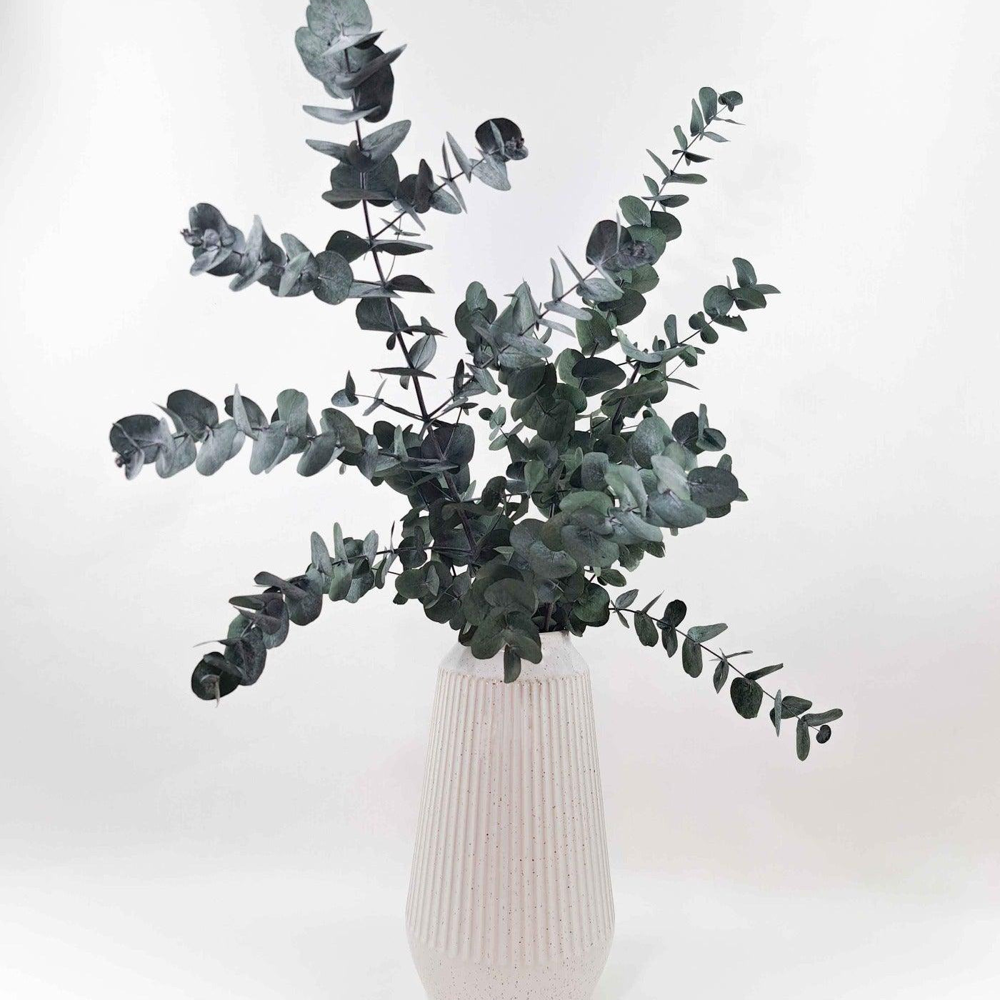 Trockenblume Eukalyptus Cinerea in naturgrün - Mein Shop
