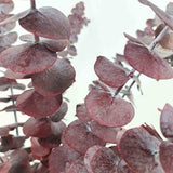 Trockenblume Eukalyptus Cinerea Rot - Mein Shop