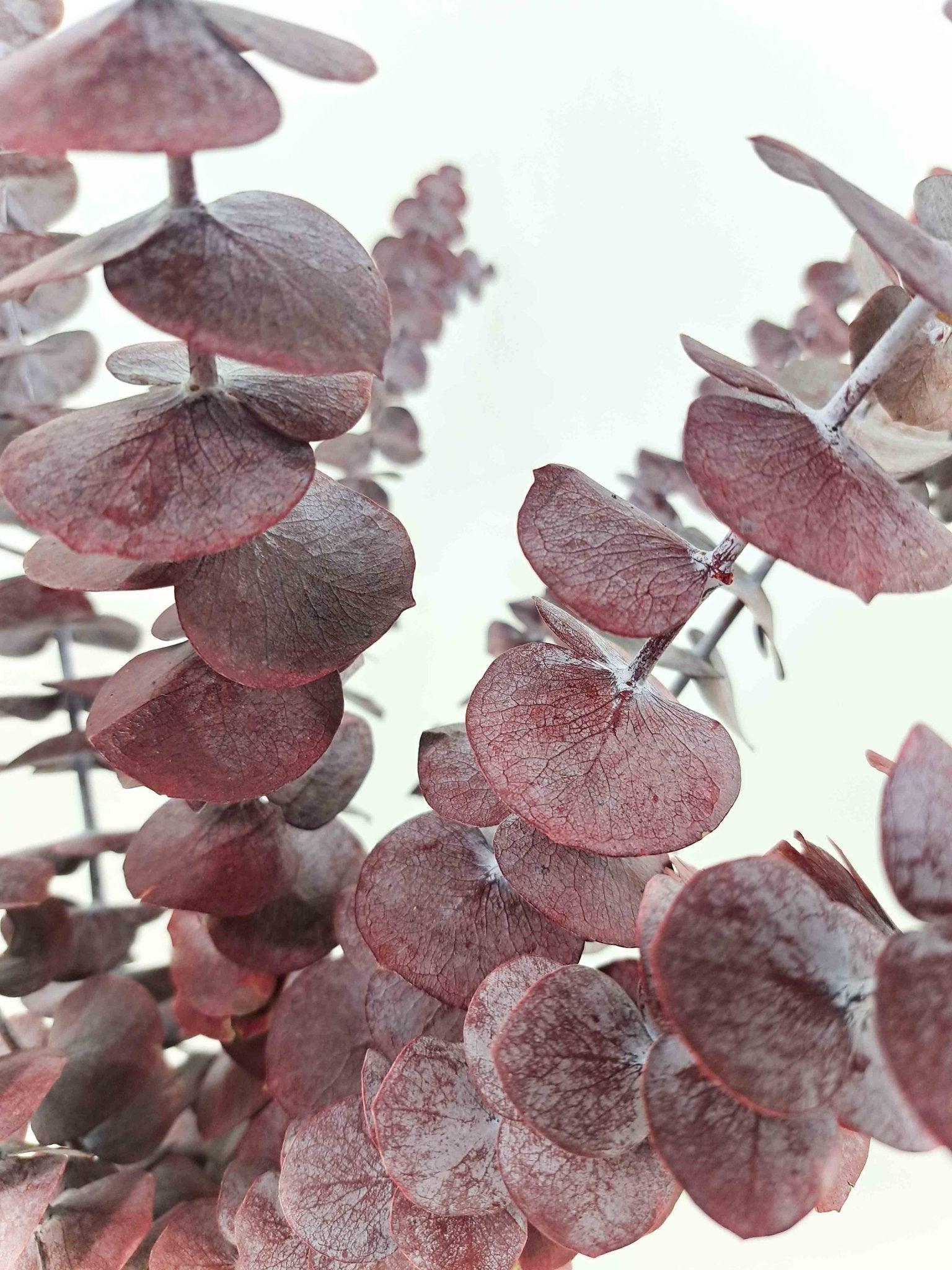 Trockenblume Eukalyptus Cinerea Rot - Mein Shop