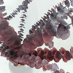 Trockenblume Eukalyptus Cinerea Rot - Mein Shop