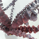 Trockenblume Eukalyptus Cinerea Rot - Mein Shop