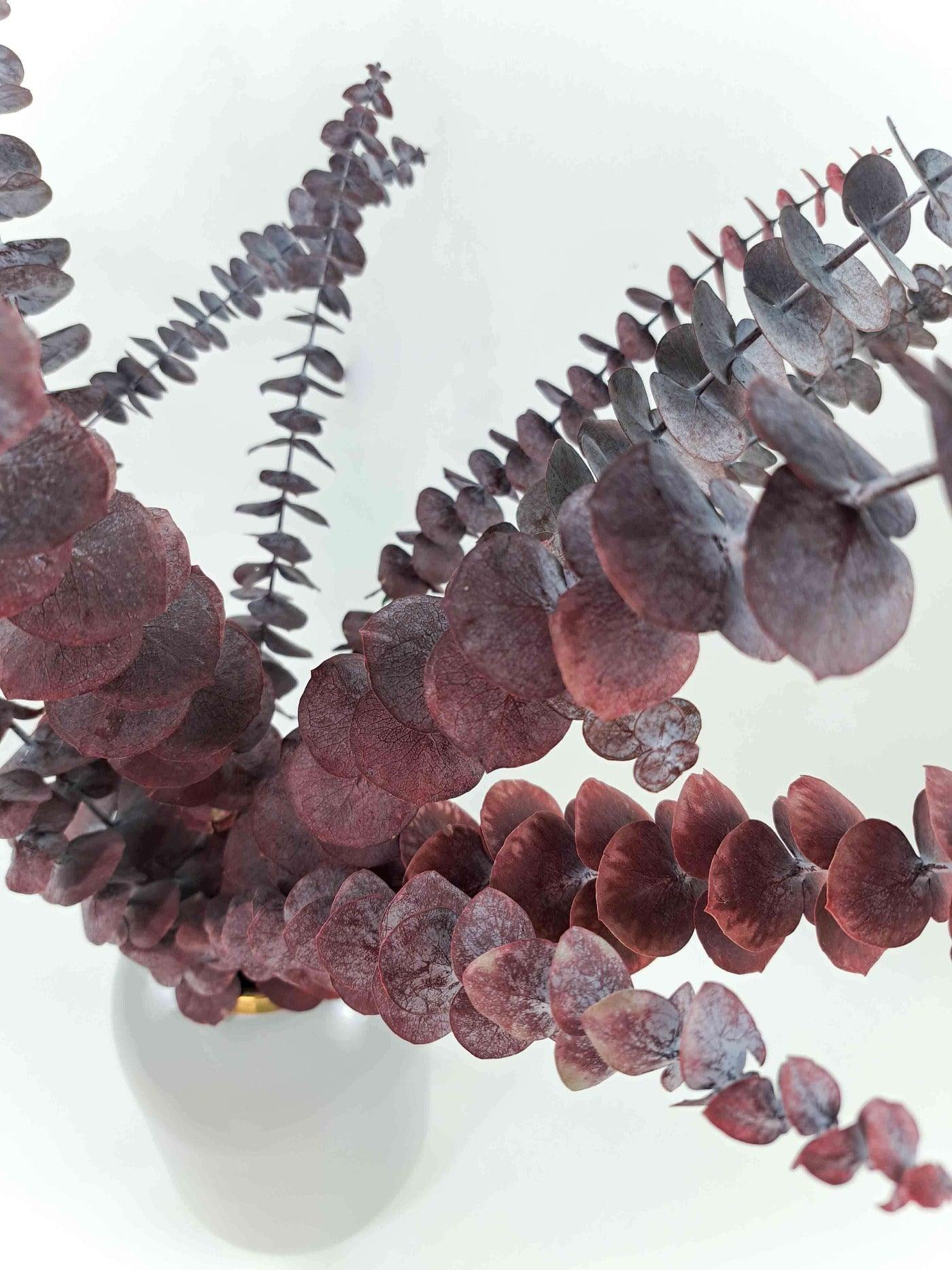 Trockenblume Eukalyptus Cinerea Rot - Mein Shop