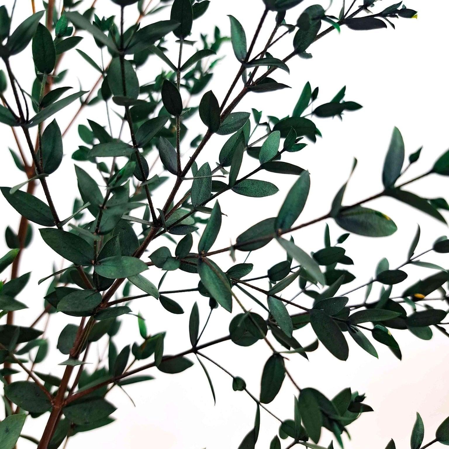 Trockenblume Eukalyptus Parvifolia in naturgrün - Mein Shop