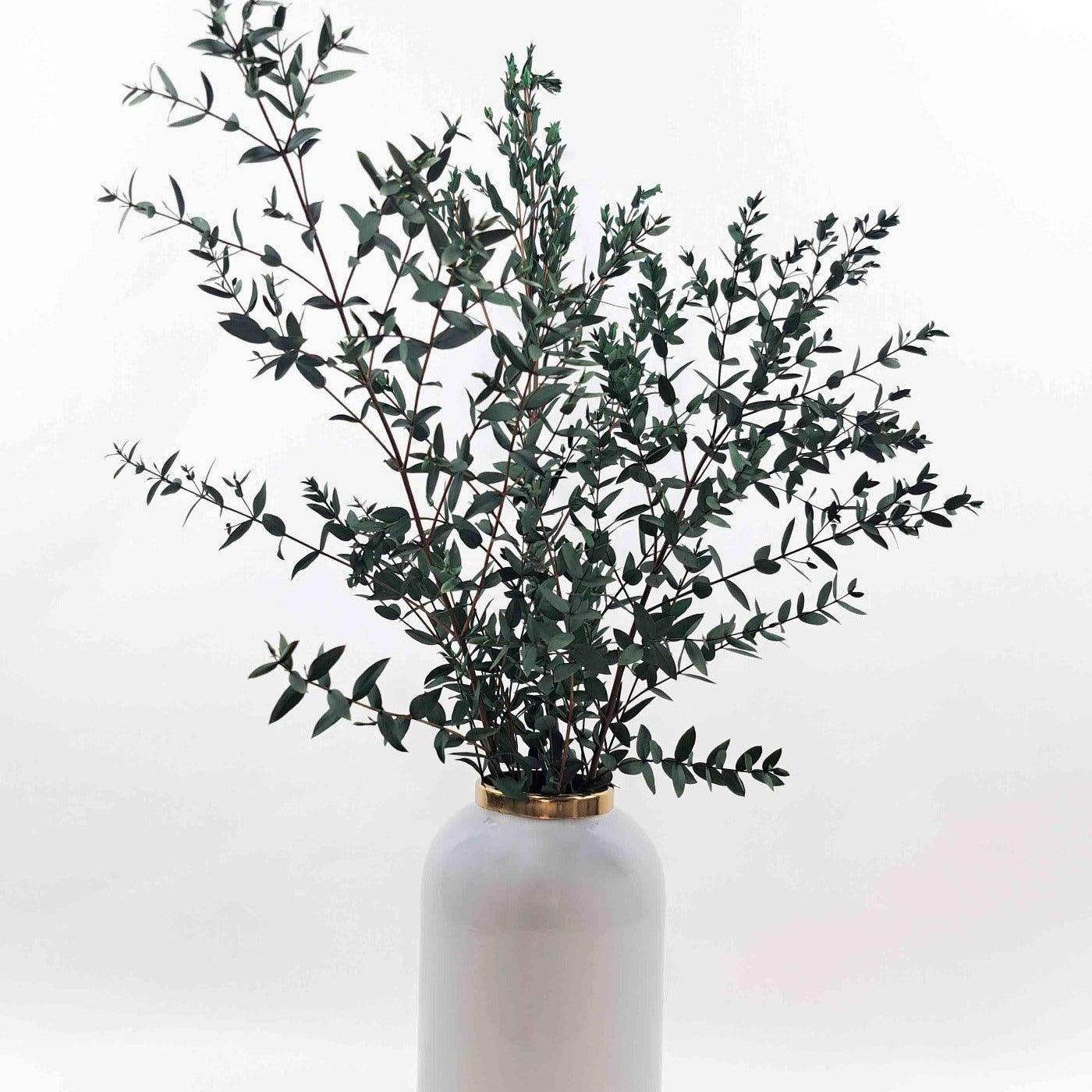 Trockenblume Eukalyptus Parvifolia in naturgrün - Mein Shop