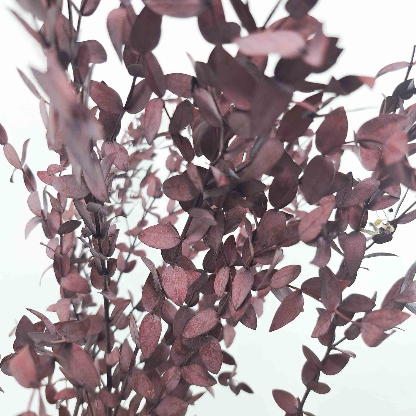 Trockenblume Eukalyptus Parvifolia rot - Mein Shop