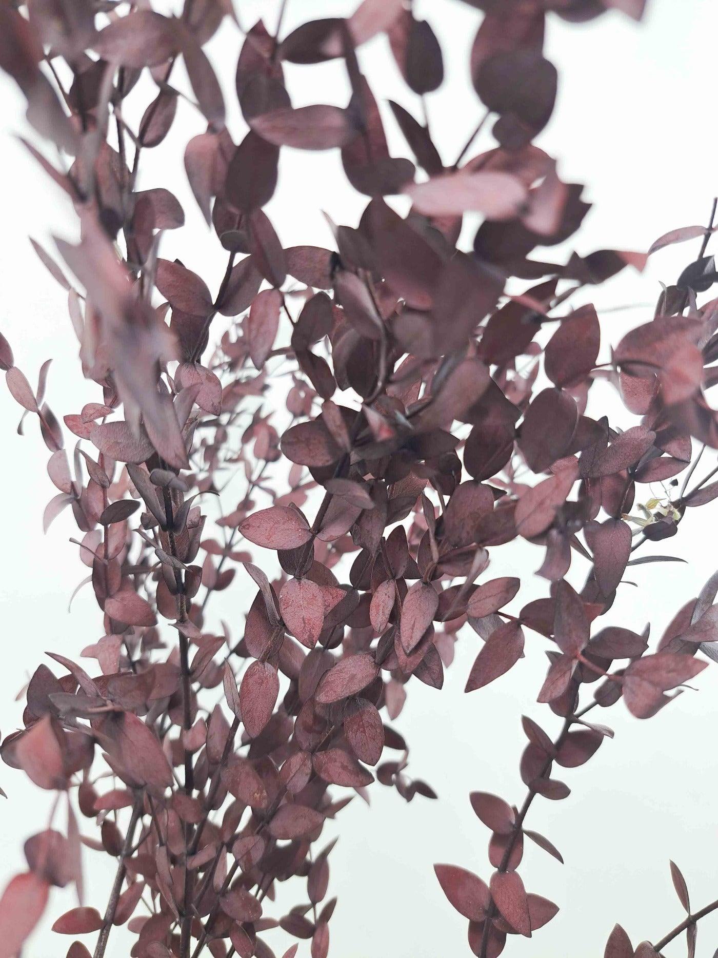 Eukalyptus Parvifolia rot | Trockenblumen