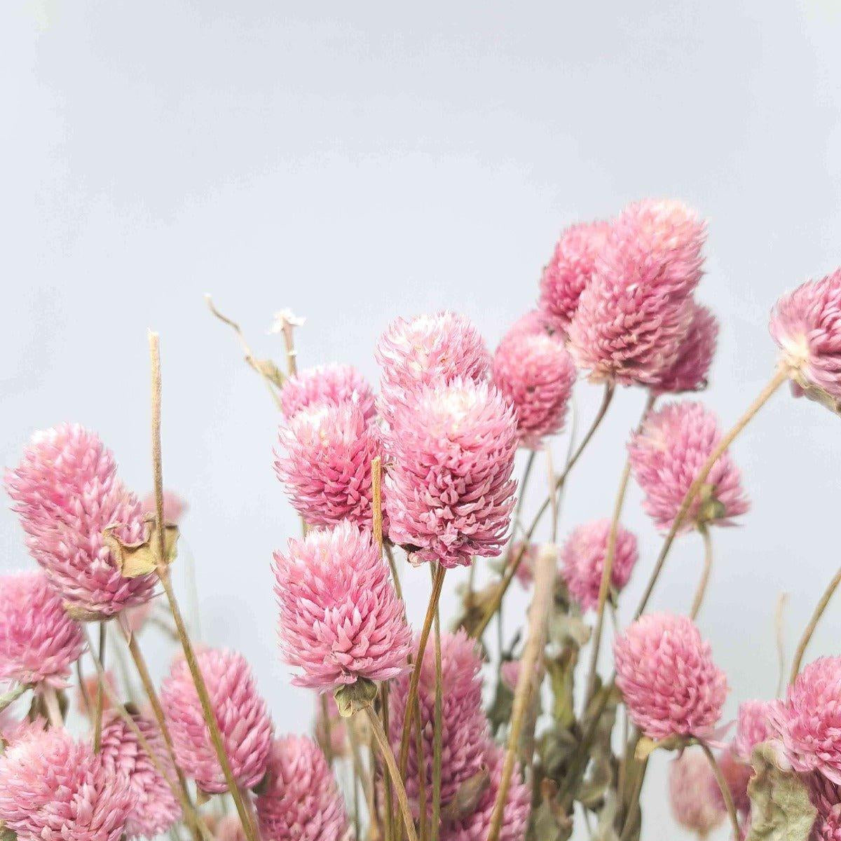 Trockenblume Gomphrena rosa - Mein Shop