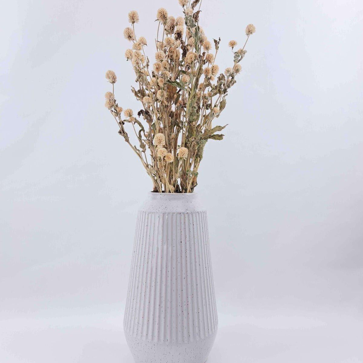Trockenblume Gomphrena weiß - Mein Shop