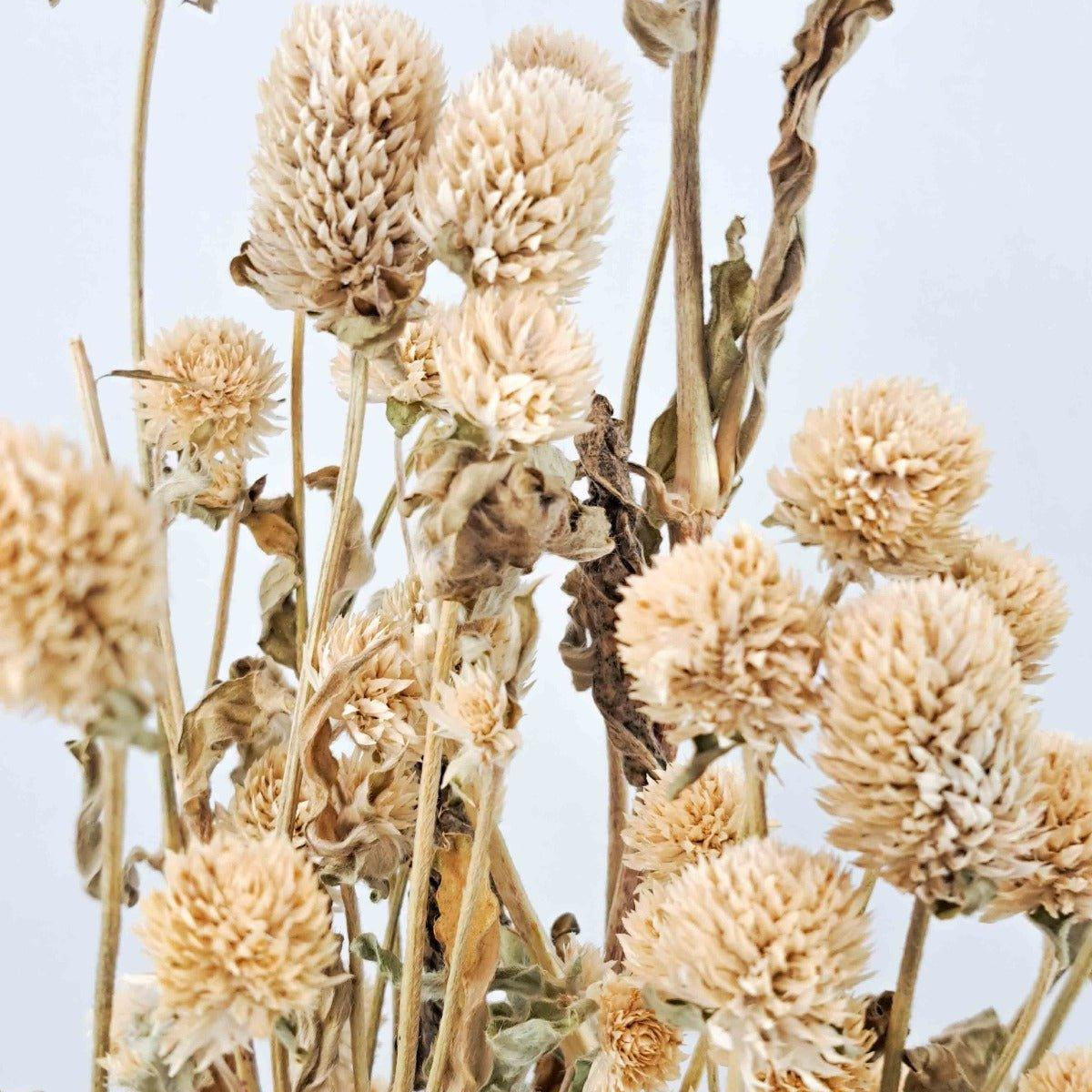 Trockenblume Gomphrena weiß - Mein Shop