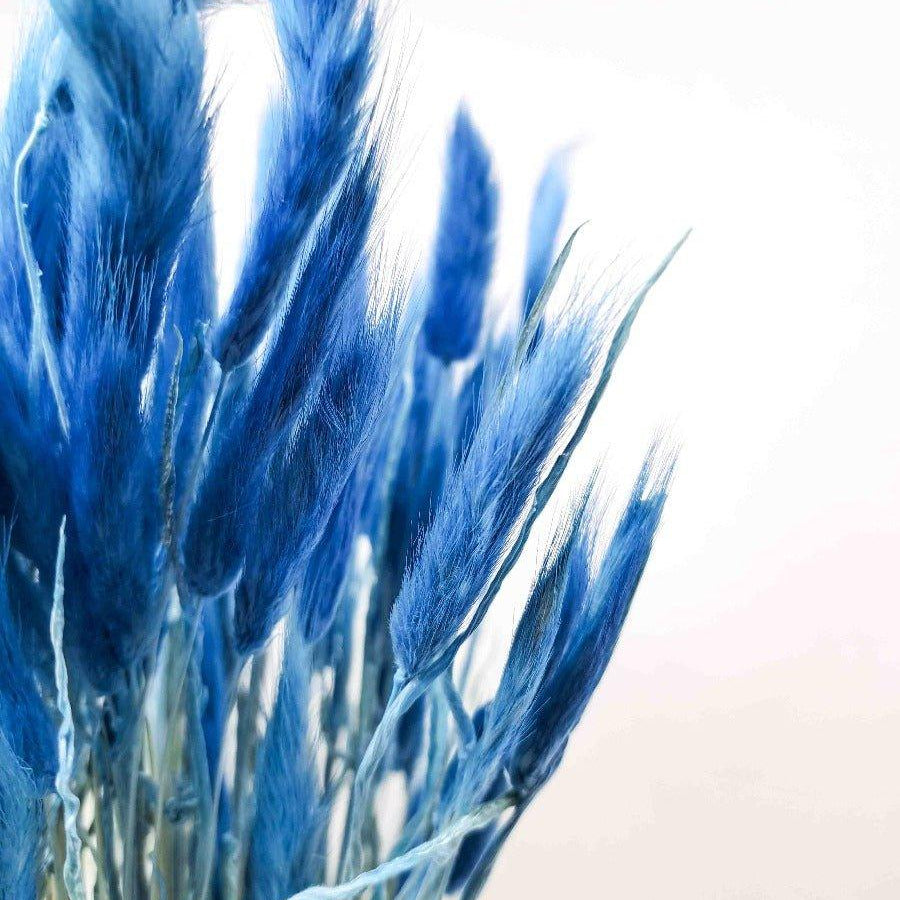 Trockenblume Lagurus blau - somedayz