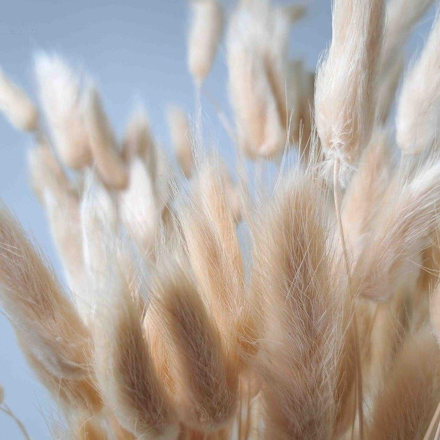 Trockenblume Lagurus creme weiß - somedayz