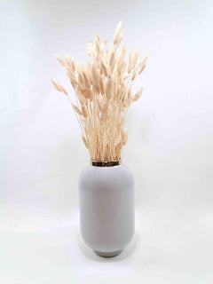 Trockenblume Lagurus creme weiß - somedayz