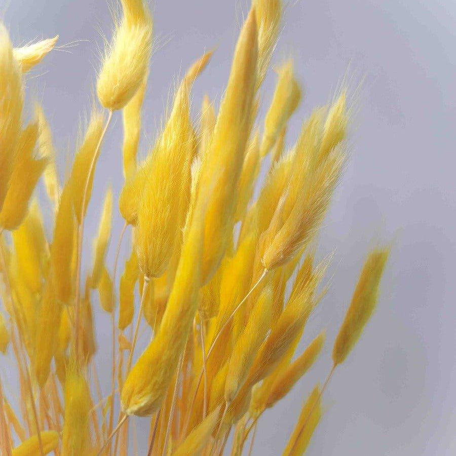 Trockenblume Lagurus gelb - somedayz