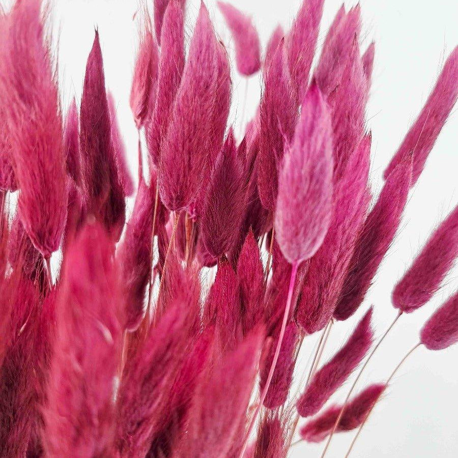 Trockenblume Lagurus in burgund - somedayz