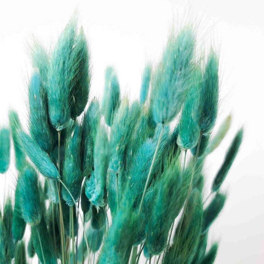 Trockenblume Lagurus in dunklem mintgrün - somedayz
