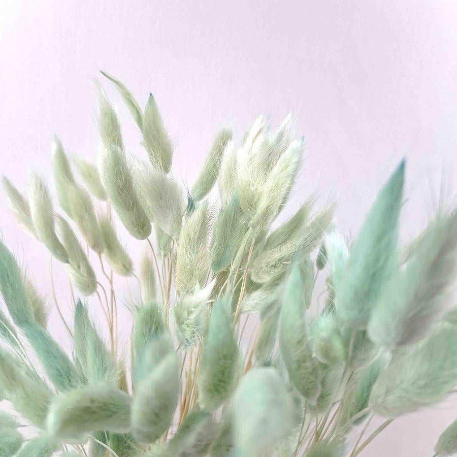 Trockenblume Lagurus in hellblau/weiß - somedayz