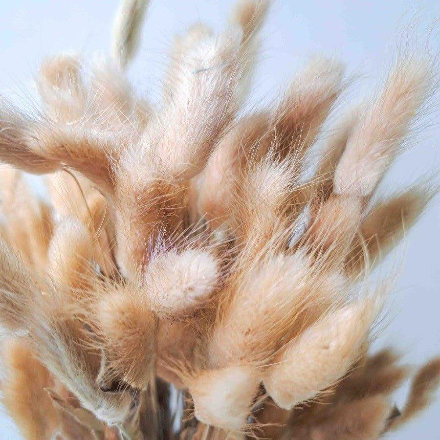 Trockenblume Lagurus in natur - somedayz