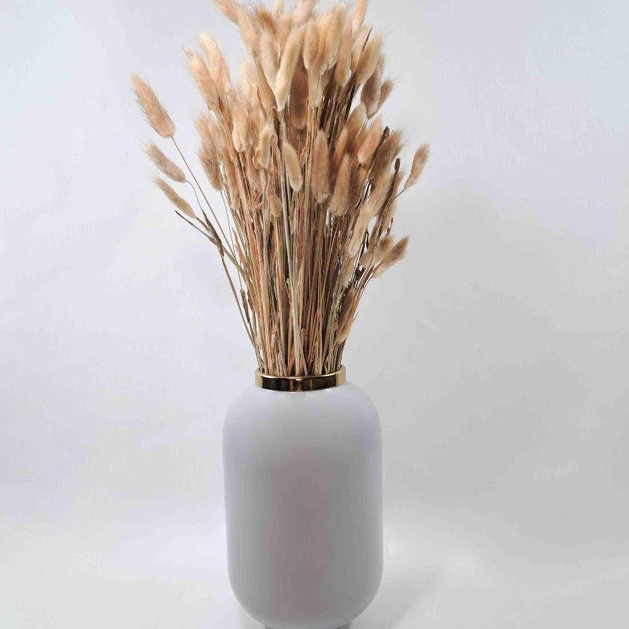 Trockenblume Lagurus in natur - somedayz