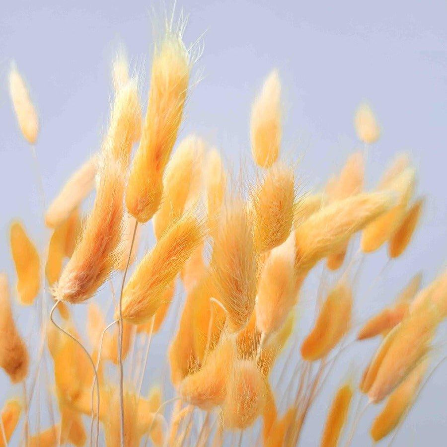 Trockenblume Lagurus in orange - somedayz