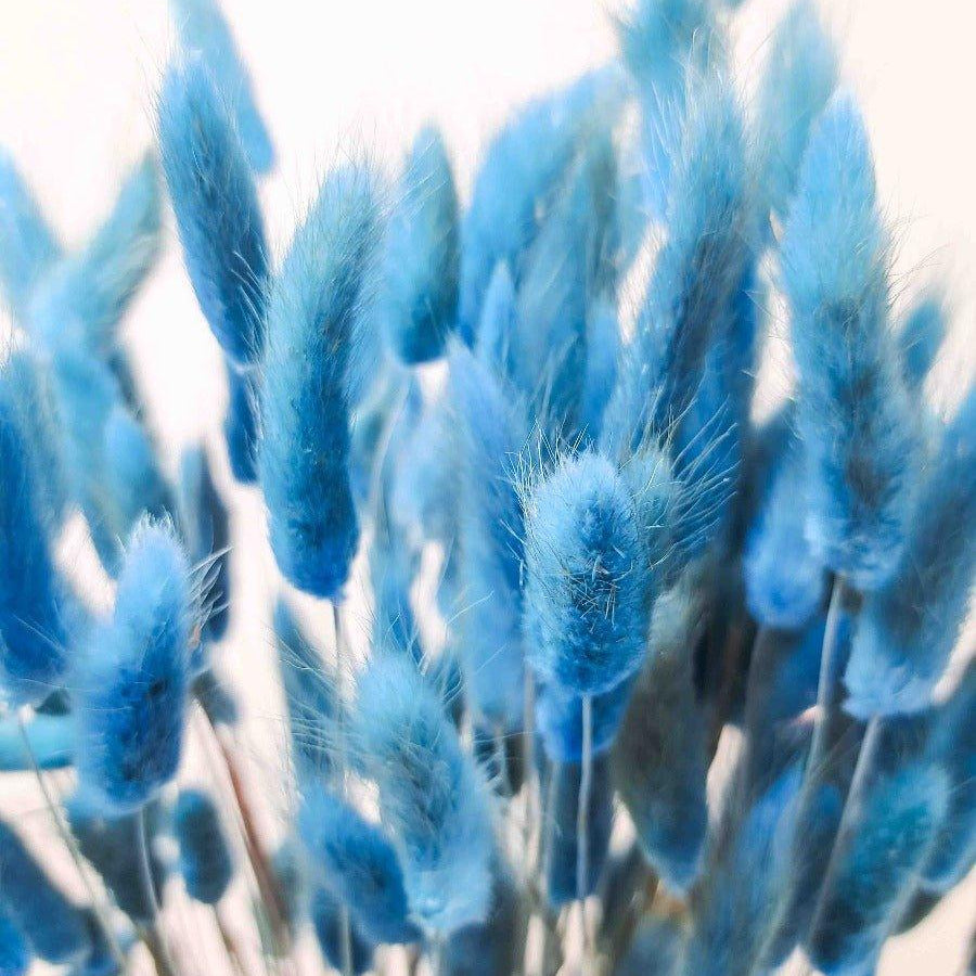Trockenblume Lagurus in pastell dunkelblau - somedayz