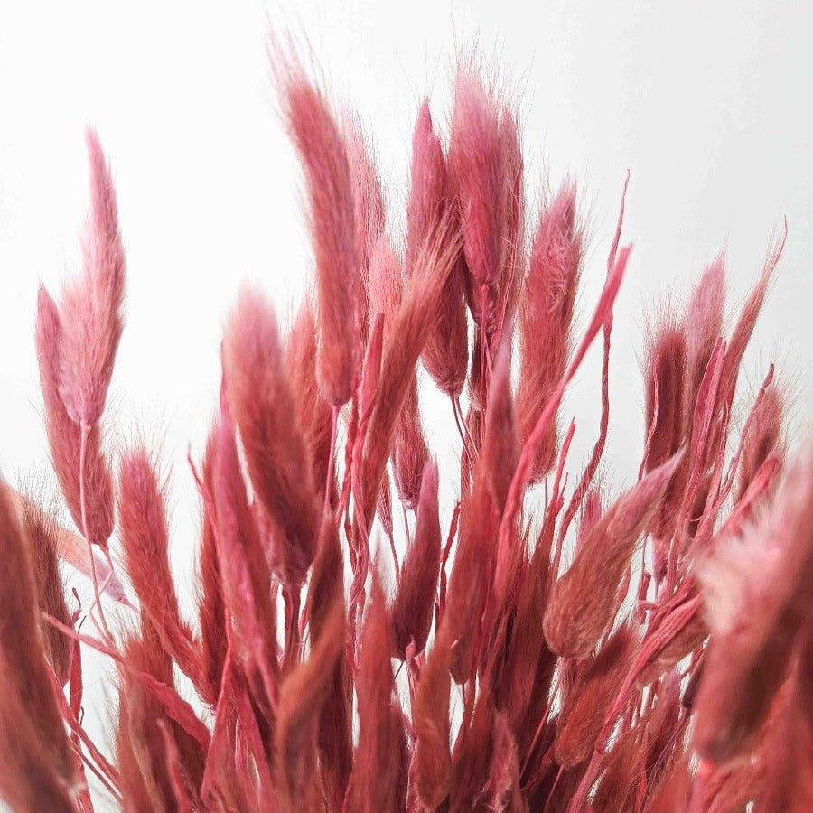 Trockenblume Lagurus in pastell dunkelrosa - somedayz