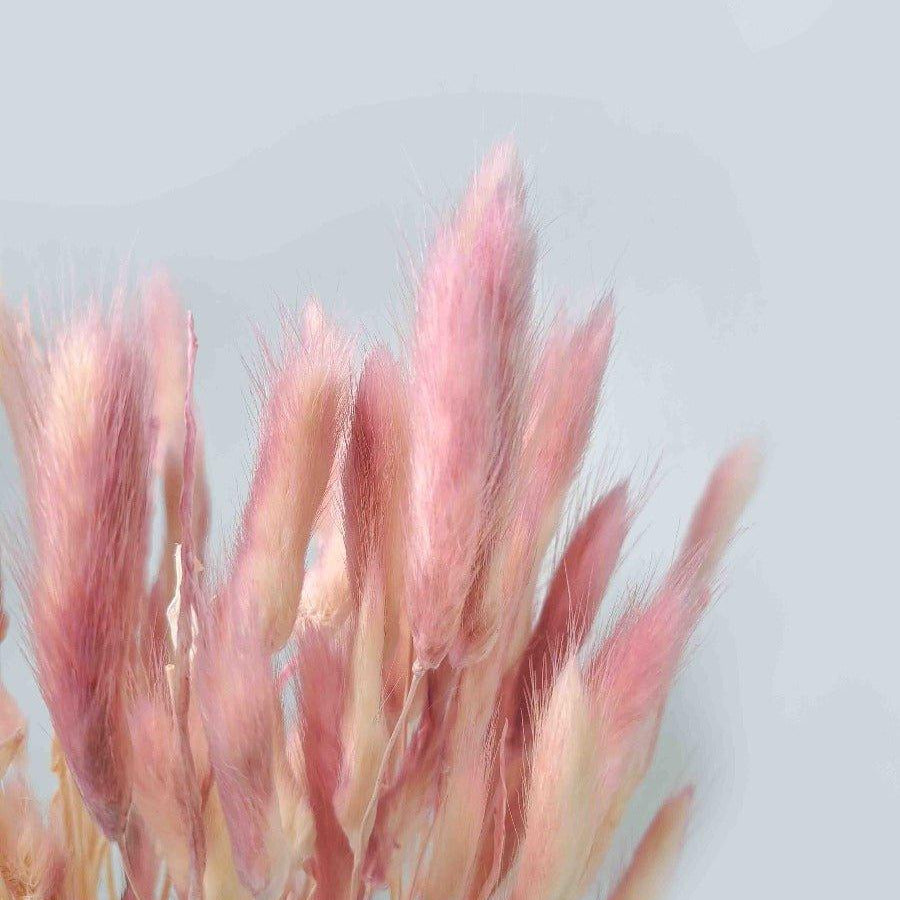 Trockenblume Lagurus in pastellrosa - somedayz