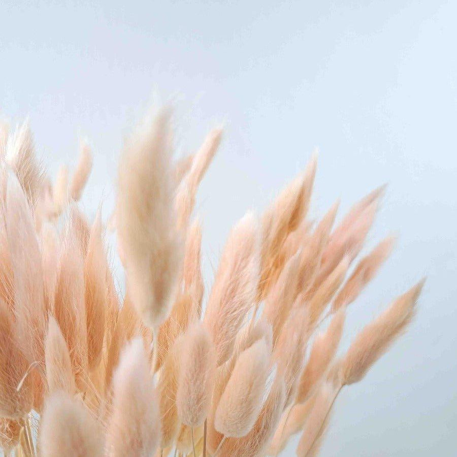 Trockenblume Lagurus in zartrosa - somedayz