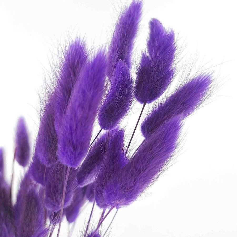 Trockenblume Lagurus lila - somedayz