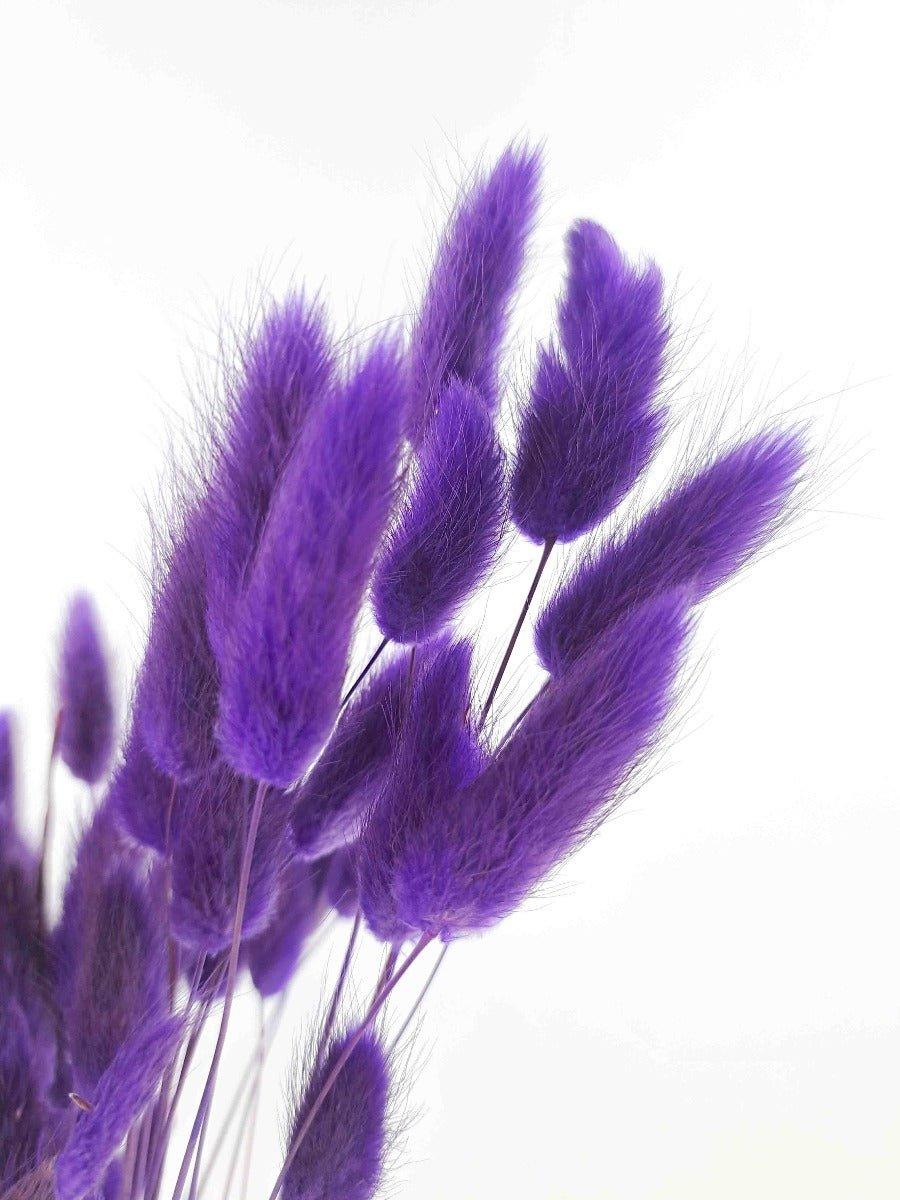 Trockenblume Lagurus lila | Trockenblumen