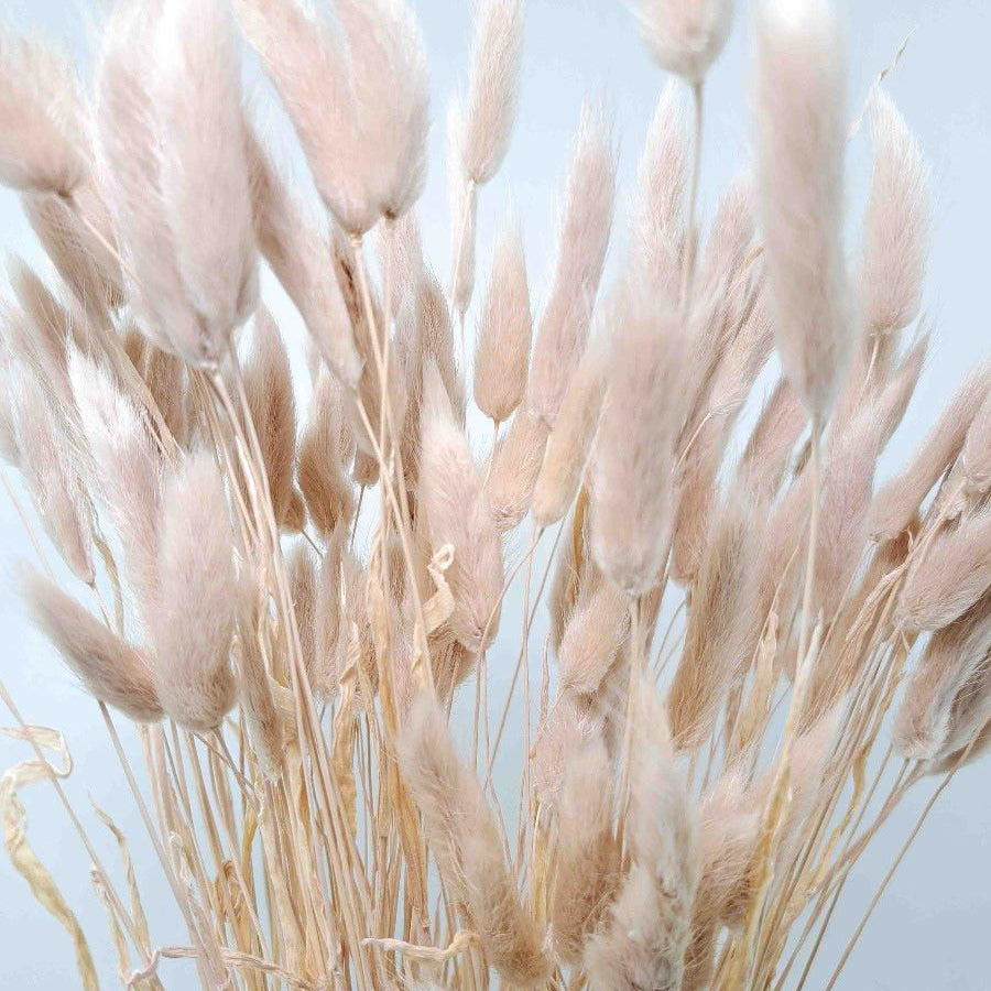 Trockenblume Lagurus pastell hellrosa - somedayz