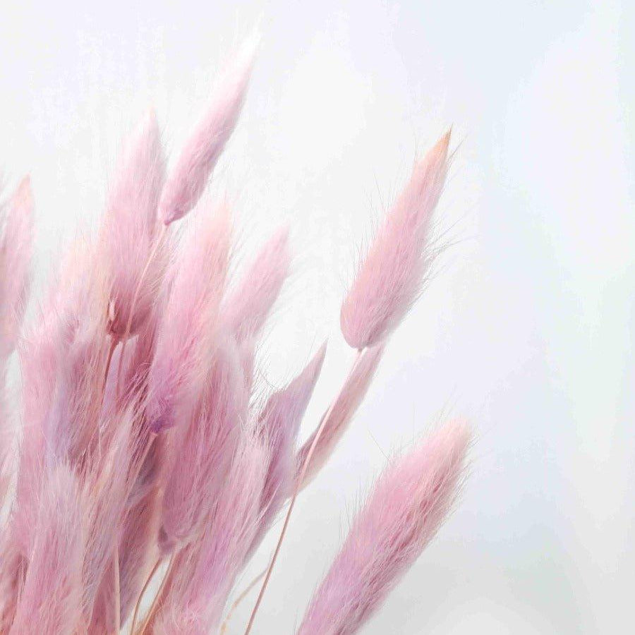 Trockenblume Lagurus pastell rose - somedayz