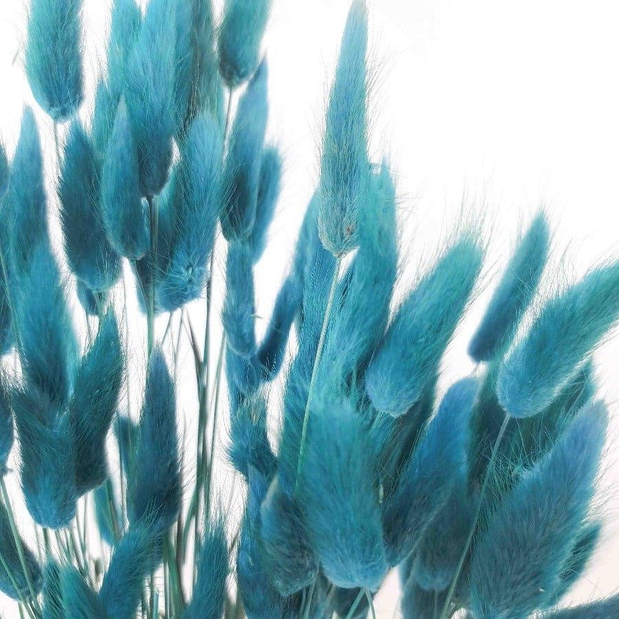 Trockenblume Lagurus petrolblau - somedayz