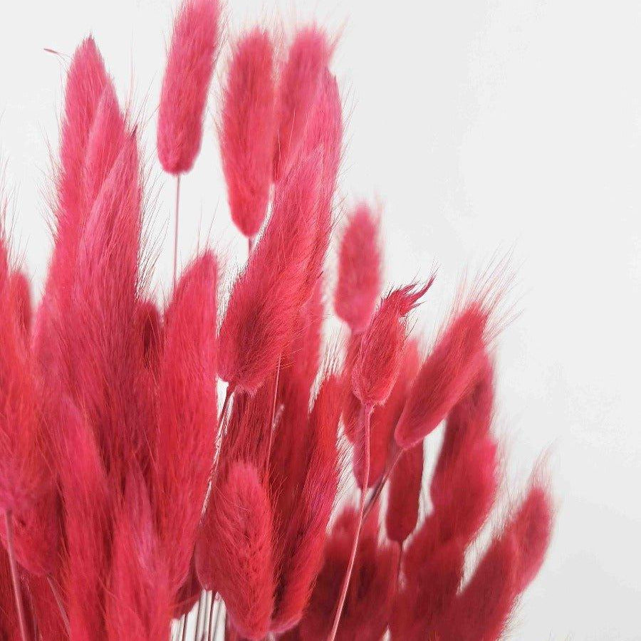 Trockenblume Lagurus rot - somedayz