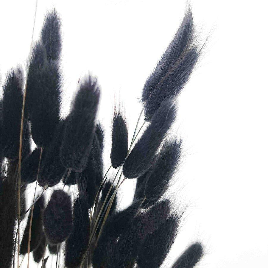 Trockenblume Lagurus schwarz - somedayz