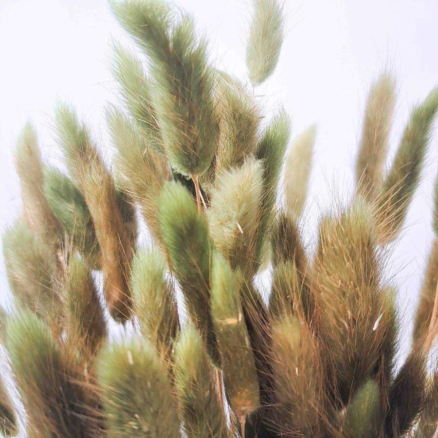 Trockenblume Lagurus waldgrün - somedayz