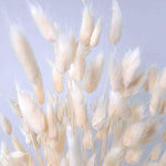Trockenblume Lagurus weiß - somedayz