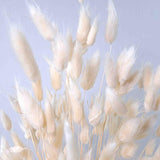 Trockenblume Lagurus weiß - somedayz