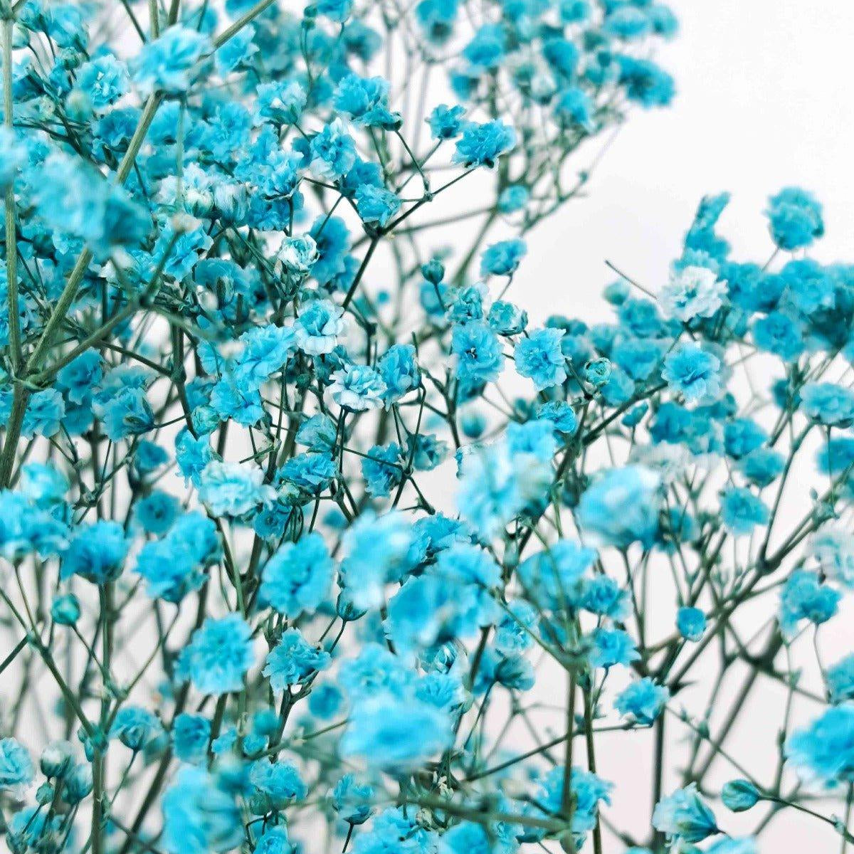Trockenblume Schleierkraut hellblau/türkis - Mein Shop