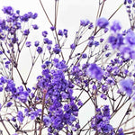Trockenblume Schleierkraut lila - Mein Shop